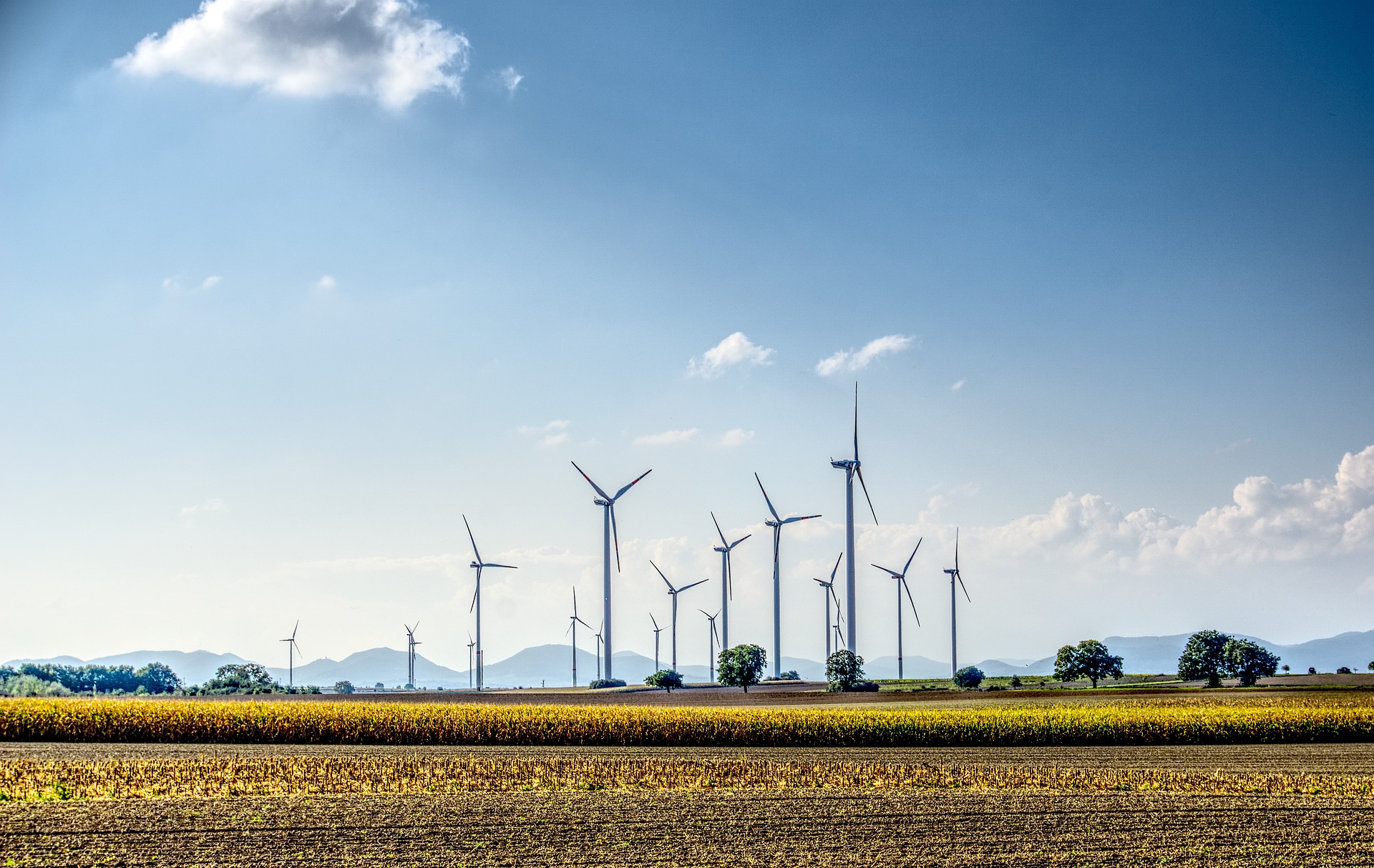 Windräder vor blauem Himmel, davor ein Feld
